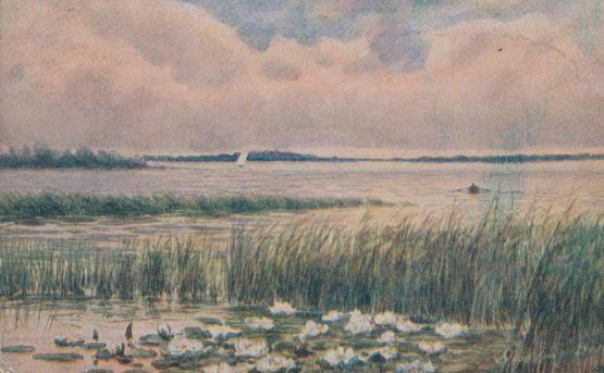 Hickling Broad Norfolk Water Lily Sailing Antique Portrait Postcard