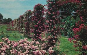 Rhode Island Providence Rose Garden In Roger Williams Park