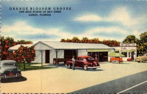 Florida Largo Orange Blossom Groves Fruit Stand Curteich