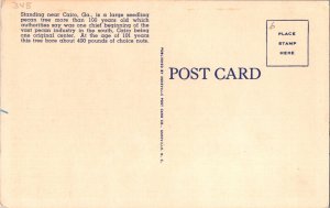Vintage Postcard CAIRO, GA Georgia Pecan Tree JX8