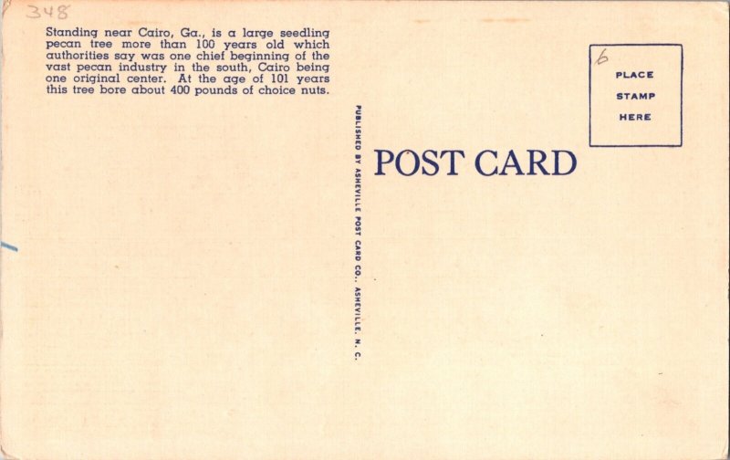 Vintage Postcard CAIRO, GA Georgia Pecan Tree JX8