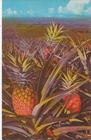 Hawaii  Honolulu Pineapple 1970