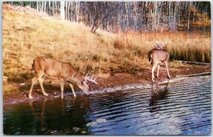 VINTAGE POSTCARD VIEW OF DEER AT WATER SITE IN THEIR NATURAL WILDERNESS SETTING
