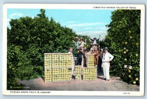 1939 Picking Grape Fruit In January Lower Rio Grande Valley Of Texas Postcard