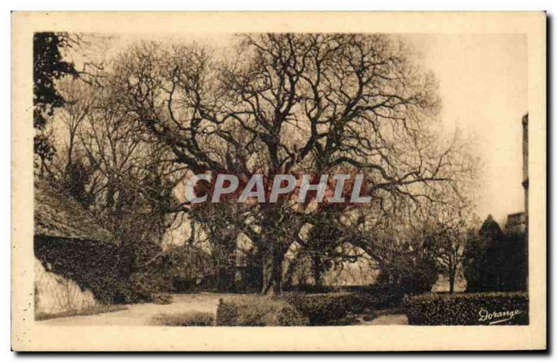 Old Postcard Loches Chateau Royat Chestnut plant by Francois 1er