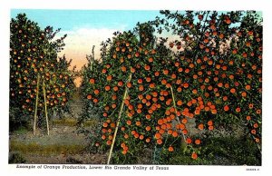 Postcard NATURE SCENE Rio Grande Valley Texas TX AQ6701