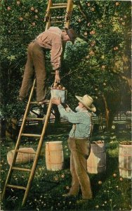 Ohio Spencer artist impression farm Agriculture men ladder Postcard 22-9351