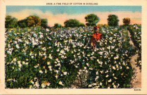 A Fine Field Of Cotton In Dixieland