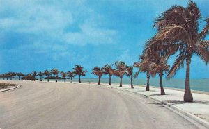 KEY WEST, Florida FL   ROOSEVELT BOULEVARD  Palm Trees & Ocean View  Postcard