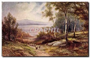 Old Postcard Forest Sheep