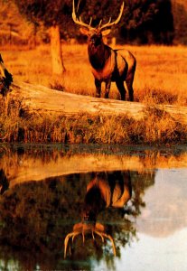 Yellowstone National Park Elk