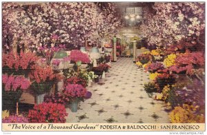 Podesta & Baldocchi , Flower Store Interior , SAN FRANCISCO , California , 30...