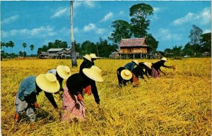 CPM AK THAILAND Thai farmers harvest rice on the rice fields, Thailand (344650)