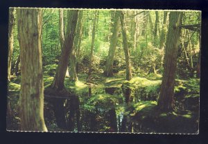 South Wellfleet, Massachusetts/MA Postcard, White Cedar Swamp, Cape Cod Seashore