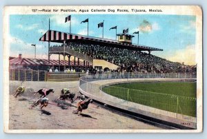 Tijuana Baja California Mexico Postcard Agua Caliente Dog Races c1940's