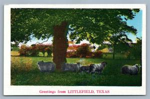 LITTLEFIELD TX sheep farm scene ANTIQUE POSTCARD