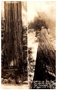 California  Dyerille Flats  Founders Tree , World's largest tree  RPPC