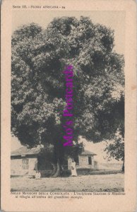 Africa Postcard - Large Tree, Nelle Missioni Della Consolata RS37600