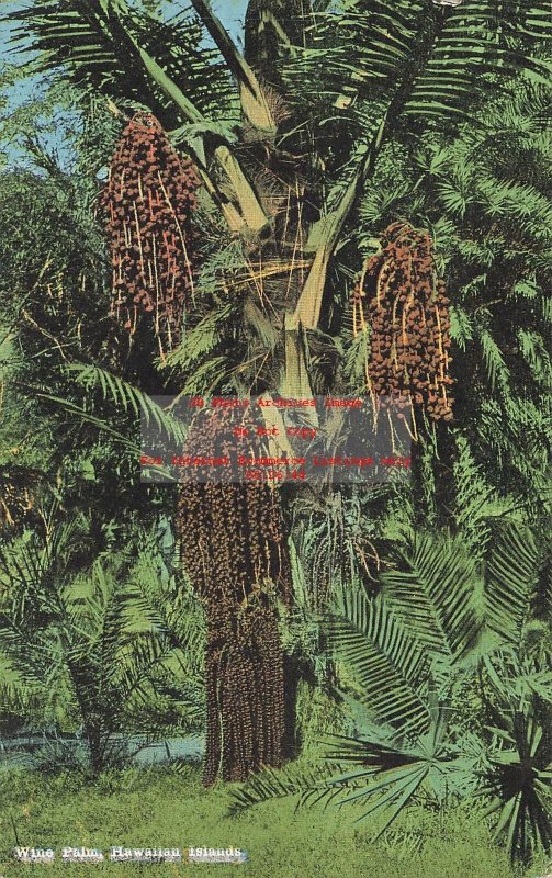 HI, Hawaiian Islands, Wine Palm Tree, EC Kropp No 20601