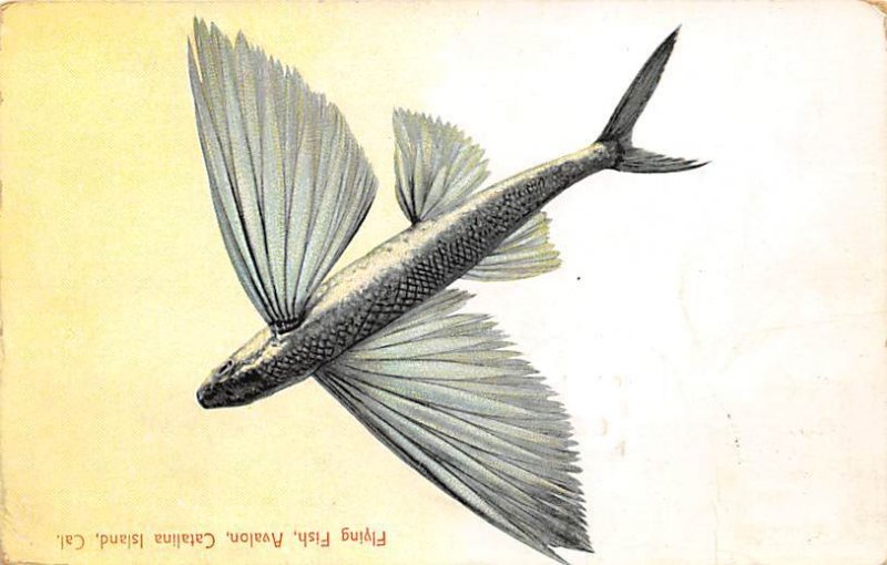 Flying Fish Avalon, Catalina Island, CA., USA Fishing 1910 