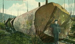 Postcard Hand Tinted View of a Sliver  of a Log in Washington.   R5
