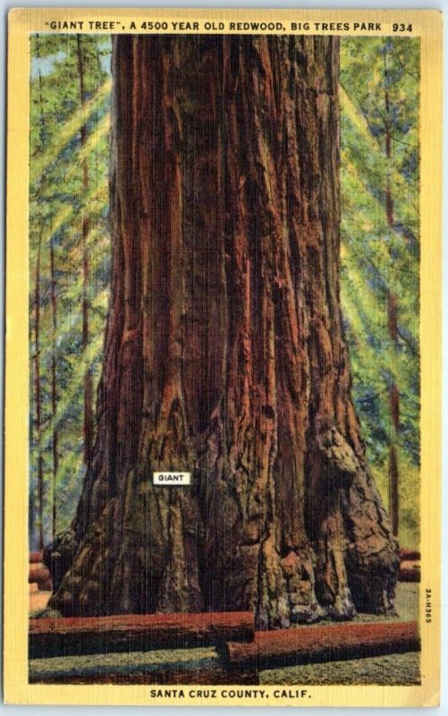 M-103580 Giant Tree Redwood Big Trees Park Santa Cruz County California
