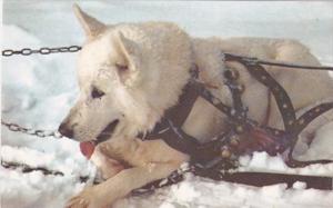 Alaska Typical Alaskan Sled Dog