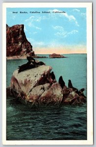 Animals~Catalina Island California~View Of Seal Rocks On The Sea~Vtg Postcard