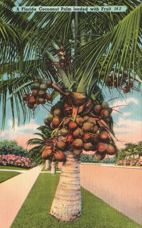 Vintage Postcard A Florida Cocoanut Loaded With Fruit Greatest Palm Attractions 