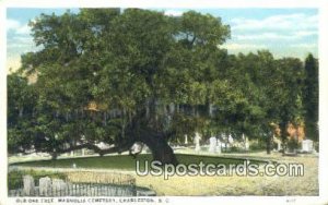 Old Oak Tree, Magnolia Cemetery - Charleston, South Carolina