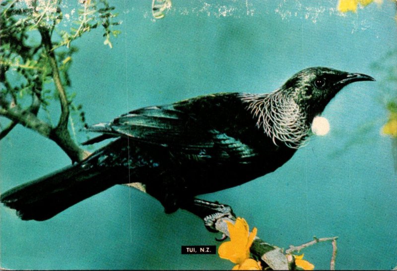 New Zealand Birds The Tui