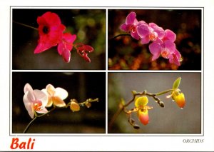 Indonesia Bali Orchids Multi View