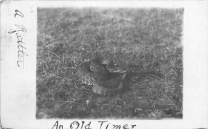Timberlake South Dakota Rattlesnake RPPC Photo Postcard 21-5806