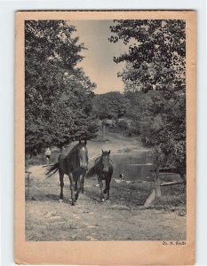 Postcard Horses Nature Lake Landscape Scenery