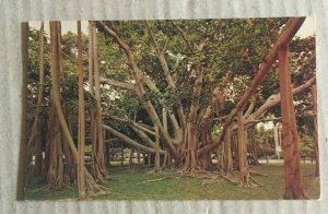 VINTAGE UNUSED POSTCARD  BANYAN TREE FORT MYERS FLA