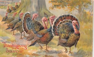 TURKEY PARADE THANKSGIVING HOLIDAY EMBOSSED POSTCARD (c. 1910)