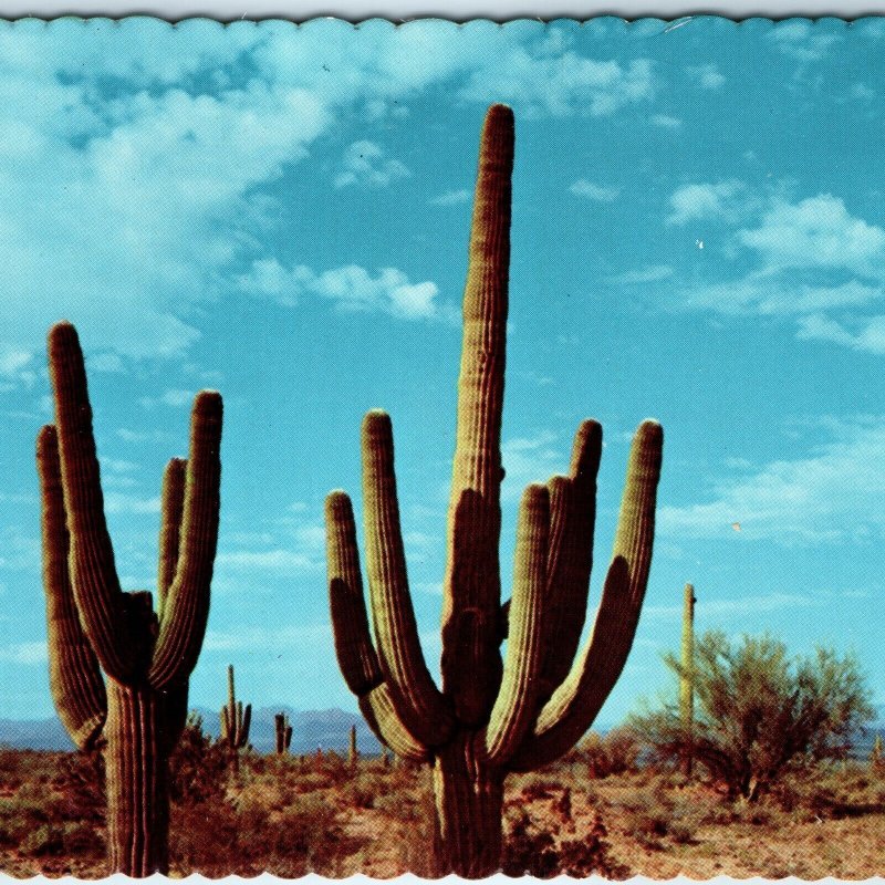 c1970s Pub. Phoenix, AZ Saguaro Cactus Scenic 4x6 Chrome PC Bob Petley Photo M10