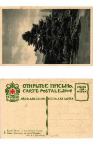 CPA AK Crimée Une cedre du parc d'Aloupka. Russia Ukraine Crimea (286192)