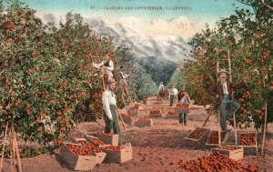 Vintage Postcard 1912 Oranges and Snowfields California CA