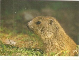 Animals. The Groundhog modern French photo postcard