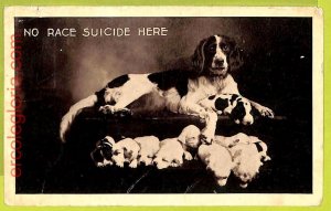 af4374 - USA - VINTAGE POSTCARD - 1909 - DOGS-