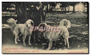 Old Postcard Dogs Two friends Pyrenees Dog