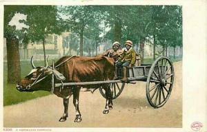 Black Americana, Bull Pulling Black Women in Wagon, Detroit Publishing 6330