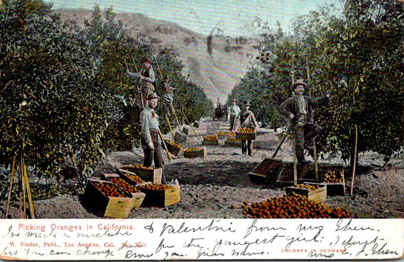 California Picking Oranges 1905