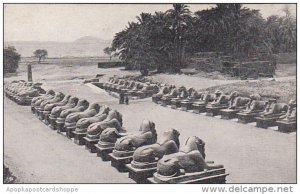 Egypt Karnak Avenue Of Sphinxes