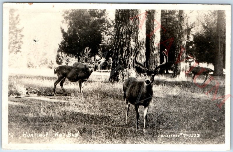 c1940s Hunting Deer? RPPC Not Bad Buck Real Photo Adorable Curious Animal A165