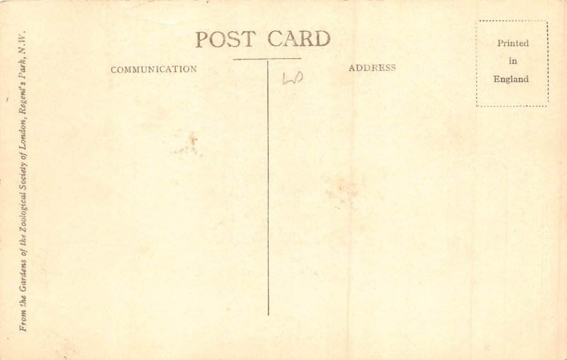 Animals Young Chimpanzees Having Tea vintage postcard