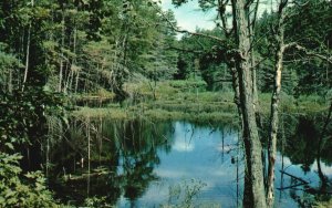 Vintage Postcard Greetings from Parry Sound District Ontario Canada Thatcher Win