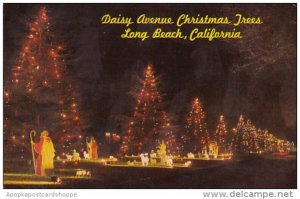 California Long Beach Daisy Avenue Christmas Trees