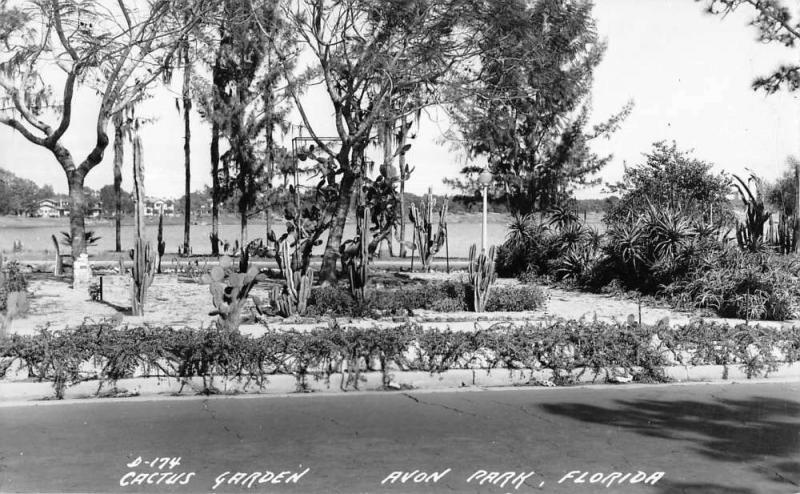 Avon Park Florida Cactus Garden Real Photo Antique Postcard K20624